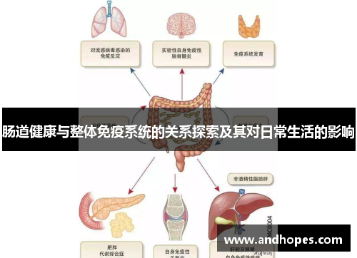 肠道健康与整体免疫系统的关系探索及其对日常生活的影响